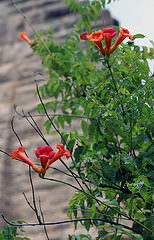 19022503562_b64594fe1a_m